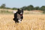 BORDER COLLIE 138